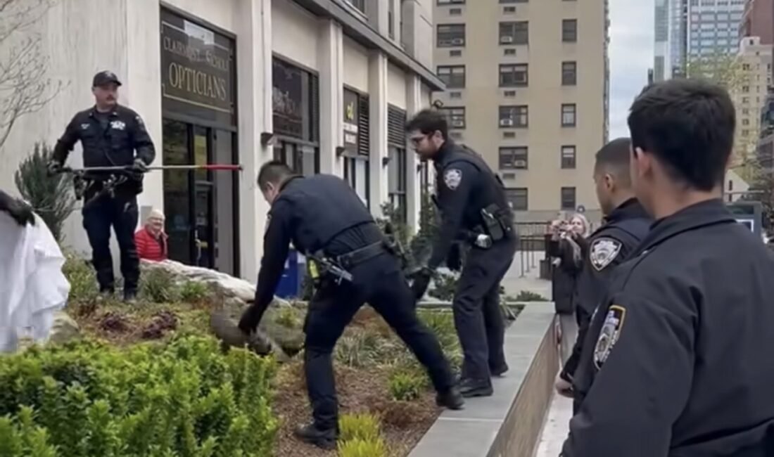 NEW YORK — İlkbaharın gelişiyle birlikte New York’ta doğa uyanıyor; ancak