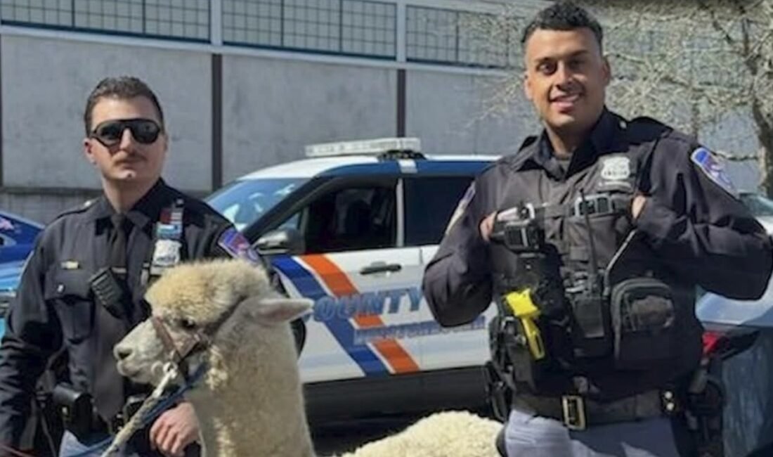 New York’un Westchester County bölgesinde, polis ekipleri Perşembe sabahı alışılmışın