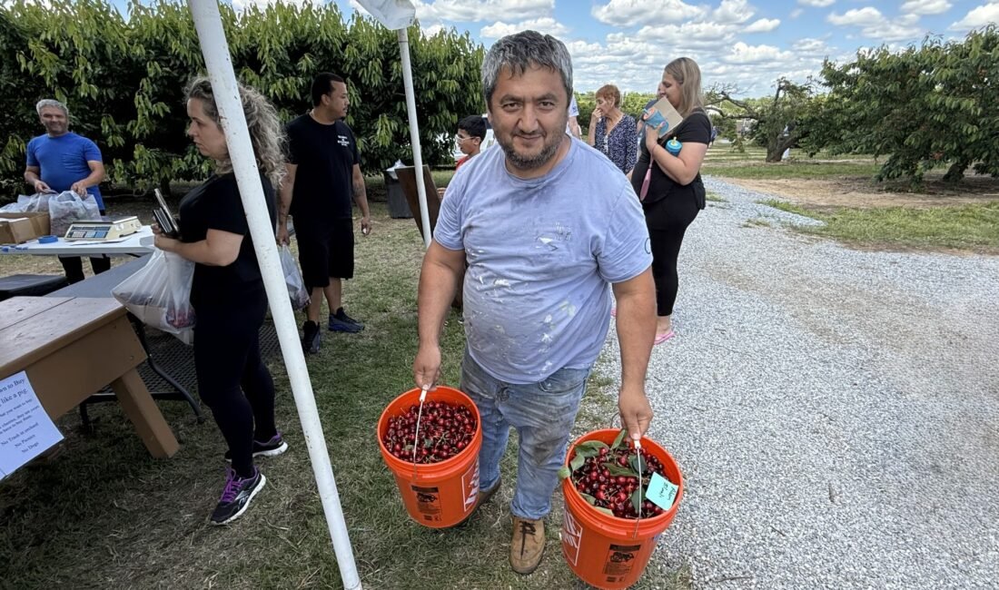 NEW JERSEY – Amerika Birleşik Devletleri’nde kiraz ve çilek sezonunun