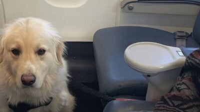 ABD'nin Michigan eyaletinin Detroit havaalanından Kaliforniya eyaletinin Los Angeles şehrine