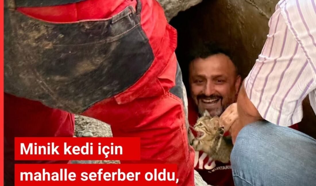 Kocaeli’nin Başiskele ilçesinde drenaj borusunda 7 gün mahsur kalan yavru