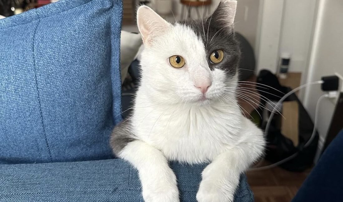 NEW YORK - New York’ta “bodega kedileri” olarak bilinen ve