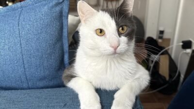 NEW YORK - New York’ta “bodega kedileri” olarak bilinen ve