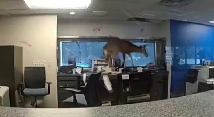 ABD’nin New York eyaletine bağlı Long Island bölgesinde ilginç bir