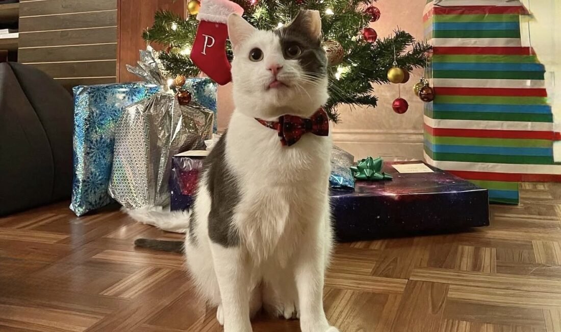 New York’un mahalle kültürünün sembollerinden biri haline gelen “bodega kedileri”,