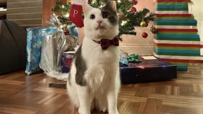 New York’un mahalle kültürünün sembollerinden biri haline gelen “bodega kedileri”,