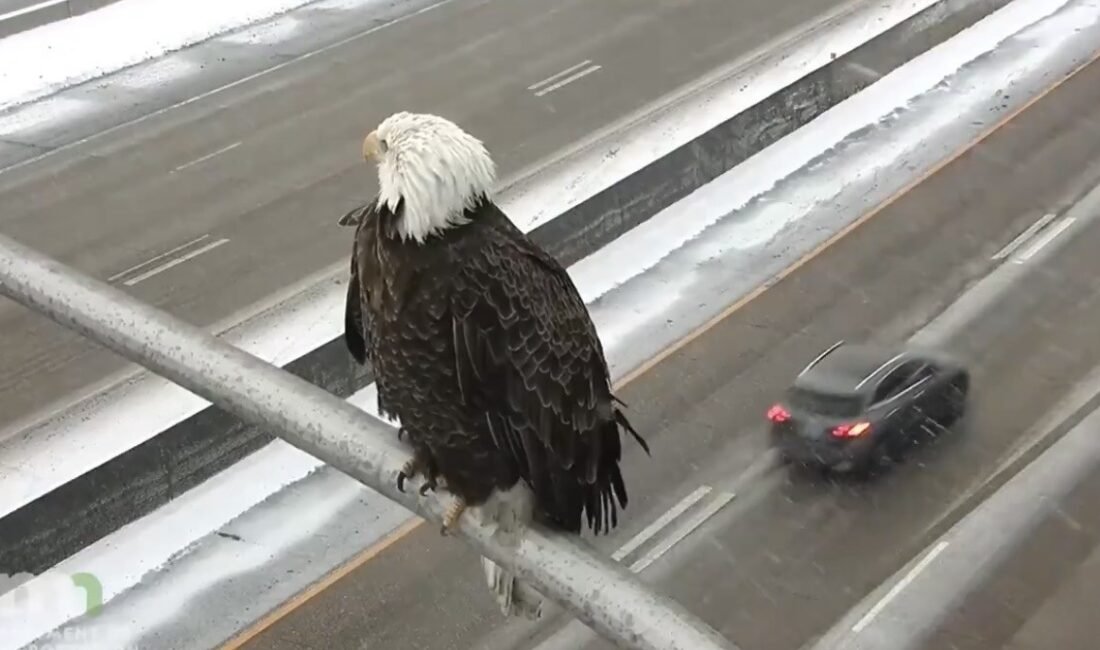 ABD – Amerika Birleşik Devletleri’nin ulusal sembollerinden biri olan kel