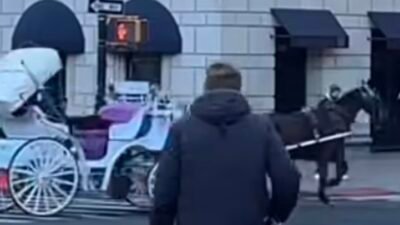 New York şehir merkezinde kontrolden çıkan bir fayton atının trafiğe