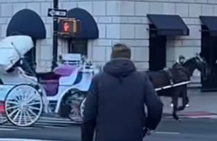 New York şehir merkezinde kontrolden çıkan bir fayton atının trafiğe