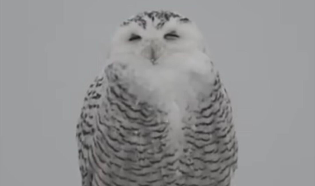 New York, Nassau County – Pazar günü etkili olan kış