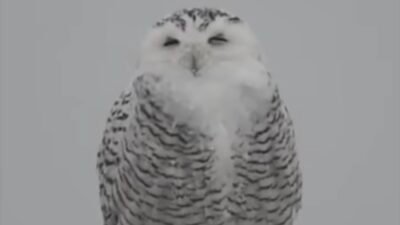 New York, Nassau County – Pazar günü etkili olan kış