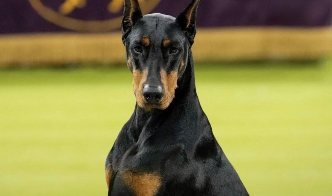 NEW YORK – Penny adlı Doberman Pinscher, bu yıl 150’ncisi