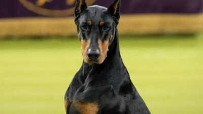 NEW YORK – Penny adlı Doberman Pinscher, bu yıl 150’ncisi