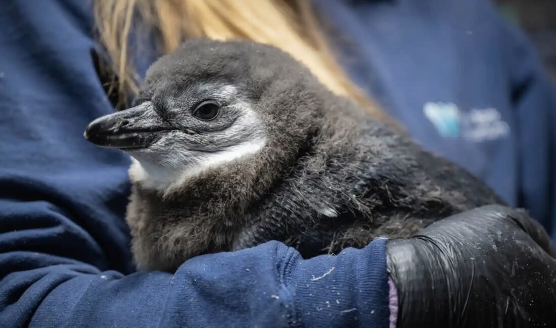 New York - ABD’nin New York kentindeki New York Aquarium,