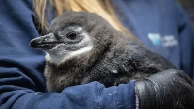 New York - ABD’nin New York kentindeki New York Aquarium,