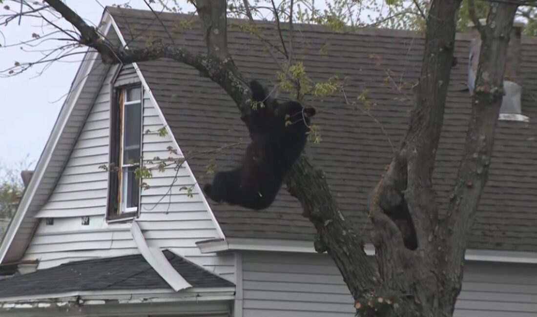  New York’un başkenti Albany’de Salı günü yaşanan sıra dışı olay,