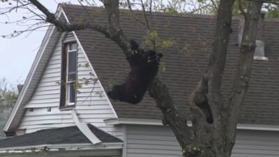  New York’un başkenti Albany’de Salı günü yaşanan sıra dışı olay,