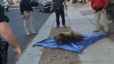 ABD’nin Arizona eyaletinin Sahuarita kentinde yerleşim alanına giren bir ayı, yetkililerin koordineli