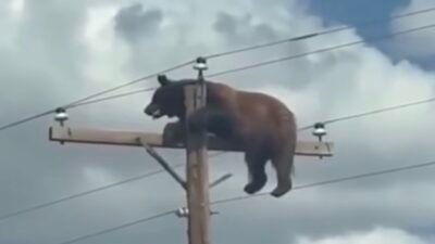 ABD’nin New Mexico eyaletinde elektrik direğine tırmanan bir ayı, metrelerce yüksekte saatlerce